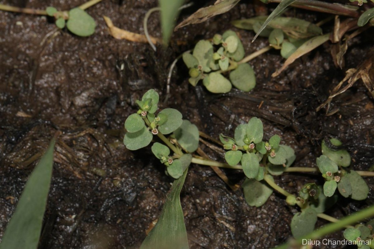 Euphorbia granulata Forssk.